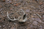 photo thumbnail #9