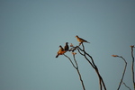 photo thumbnail #1