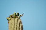 photo thumbnail #4