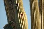 photo thumbnail #6