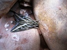 photo thumbnail #4