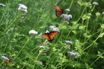 photo thumbnail #10