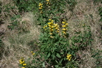 photo thumbnail #3