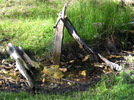 photo thumbnail #4