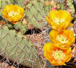 photo thumbnail #4