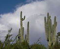 photo thumbnail #7
