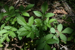 photo thumbnail #6