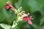 photo thumbnail #12
