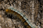 photo thumbnail #10
