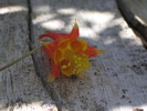 photo thumbnail #6