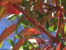 photo thumbnail #14