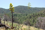 photo thumbnail #12
