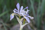 photo thumbnail #4