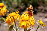 photo thumbnail #7