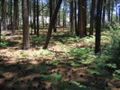 photo thumbnail #13