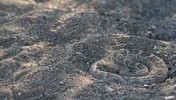 photo thumbnail #12
