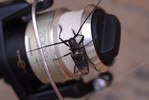 photo thumbnail #2