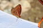 photo thumbnail #9