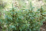 photo thumbnail #9