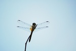 photo thumbnail #3