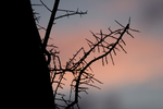photo thumbnail #2