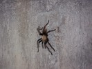 photo thumbnail #15