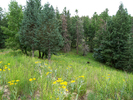 photo thumbnail #7