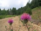 photo thumbnail #15