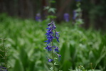 photo thumbnail #14