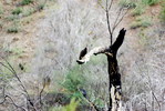 2007-07-29 :2: Cave Creek / Skunk Tank Loop :: Al_HikesAZ