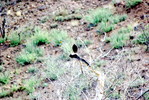 2007-07-29 :2: Cave Creek / Skunk Tank Loop :: Al_HikesAZ
