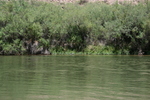 photo thumbnail #13