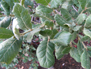 Featured Detail Photo