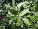 Featured Detail Photo