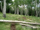 photo thumbnail #15
