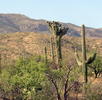 photo thumbnail #8