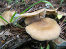 photo thumbnail #10