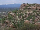 photo thumbnail #5