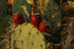 photo thumbnail #10