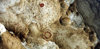 photo thumbnail #10