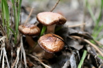 photo thumbnail #5