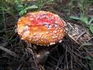 photo thumbnail #7