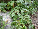 photo thumbnail #11