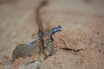 photo thumbnail #14