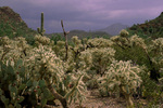 photo thumbnail #2