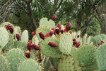 photo thumbnail #5
