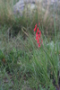 2007-08-19 South Fork Trail #97 :: Randal_Schulhauser