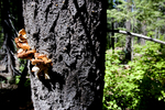 photo thumbnail #6