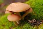 photo thumbnail #1