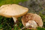 photo thumbnail #10